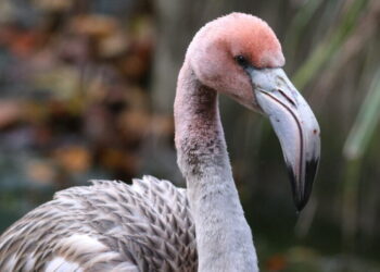 On a Clipped Wing, Flamingo Escapes a British Zoo for a Life in France