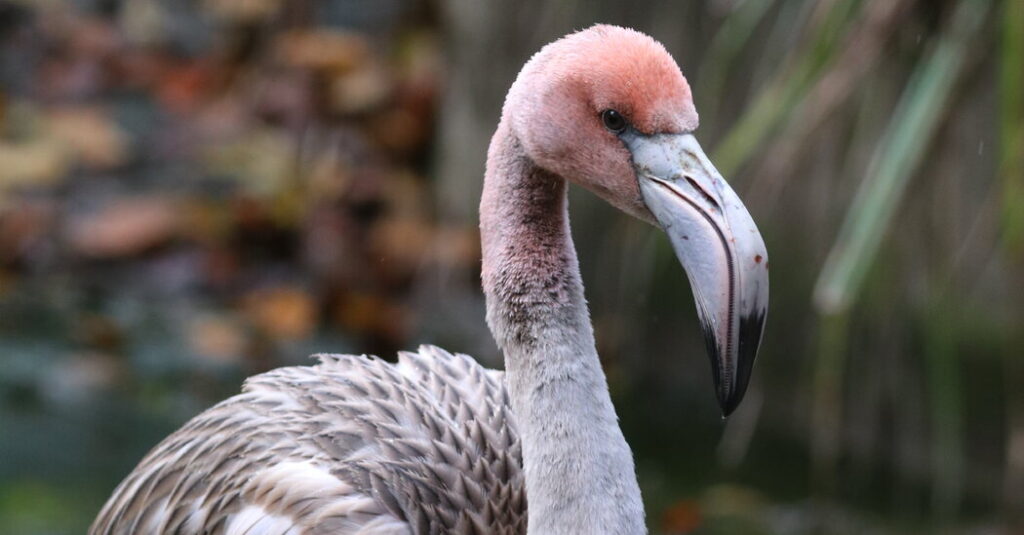 On a Clipped Wing, Flamingo Escapes a British Zoo for a Life in France