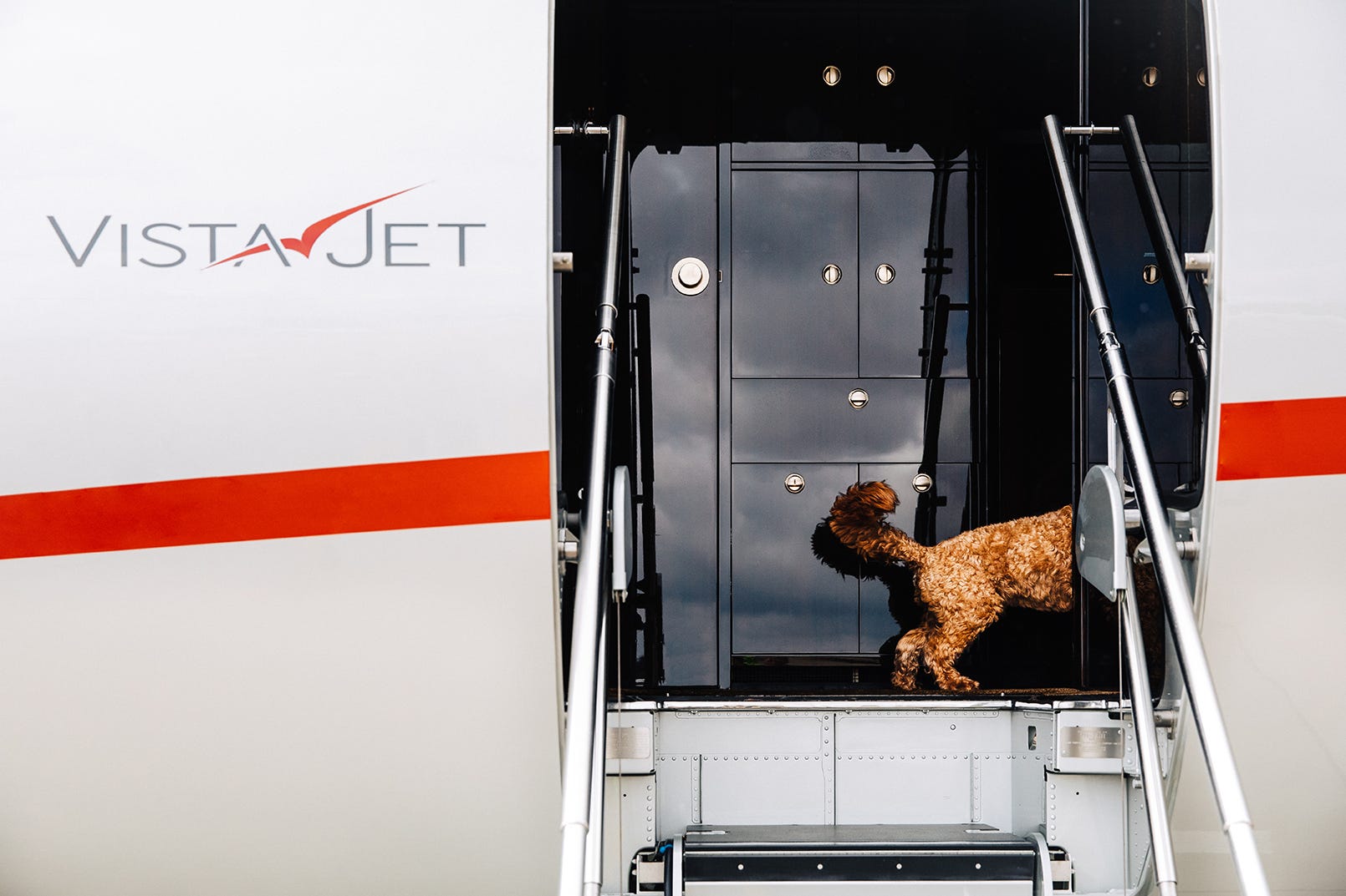 dog on private jet