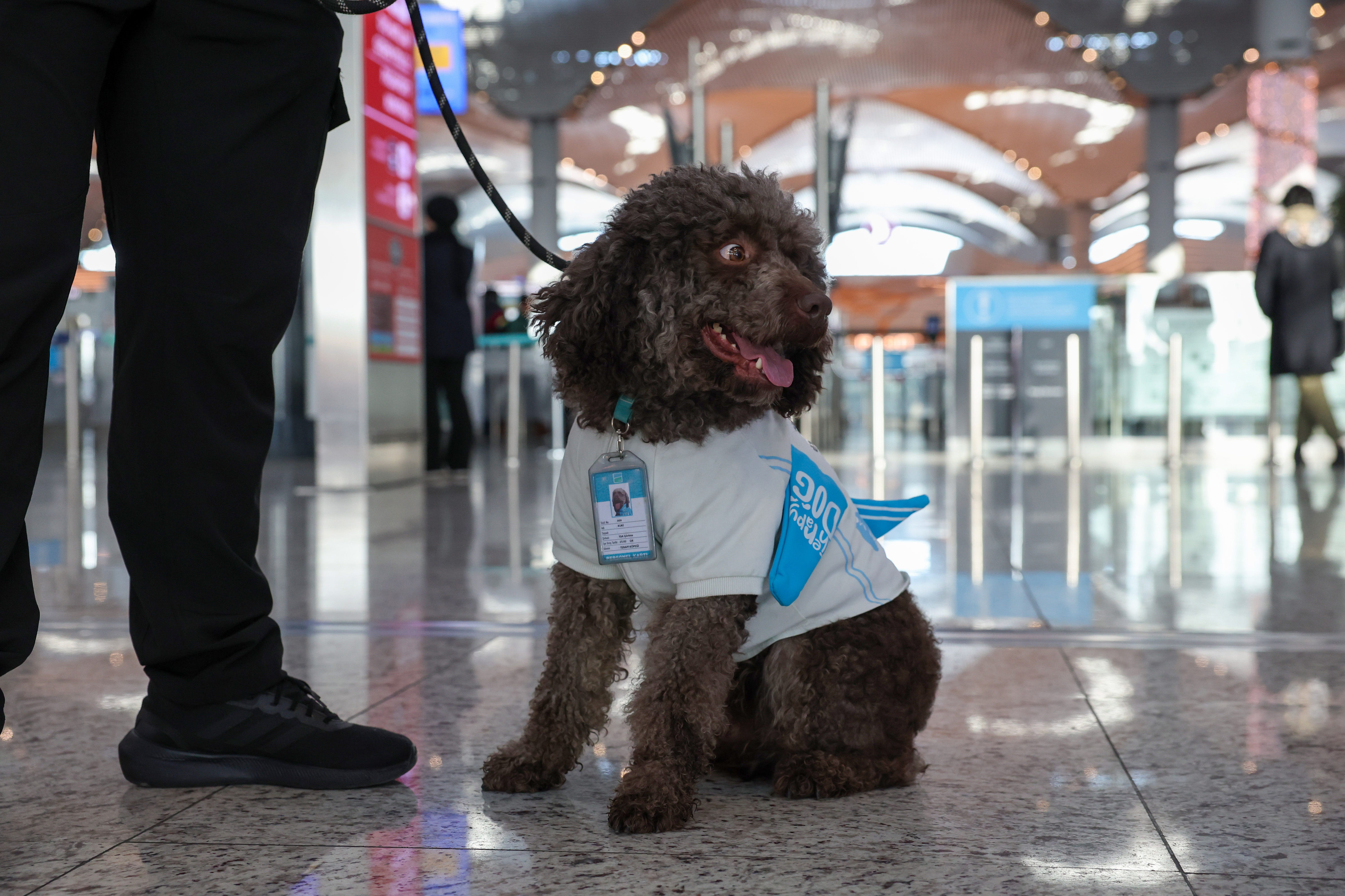 A cute therapy dog at Istanbul Airport wears a grey top and has an ID badge.