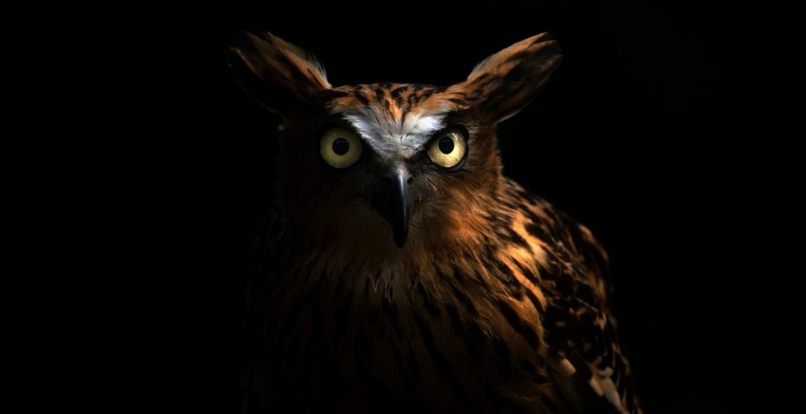 Night Owls vs Early Birds: This One Is ‘Cognitively Superior’
