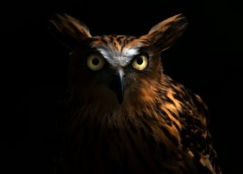 Night Owls vs Early Birds: This One Is ‘Cognitively Superior’