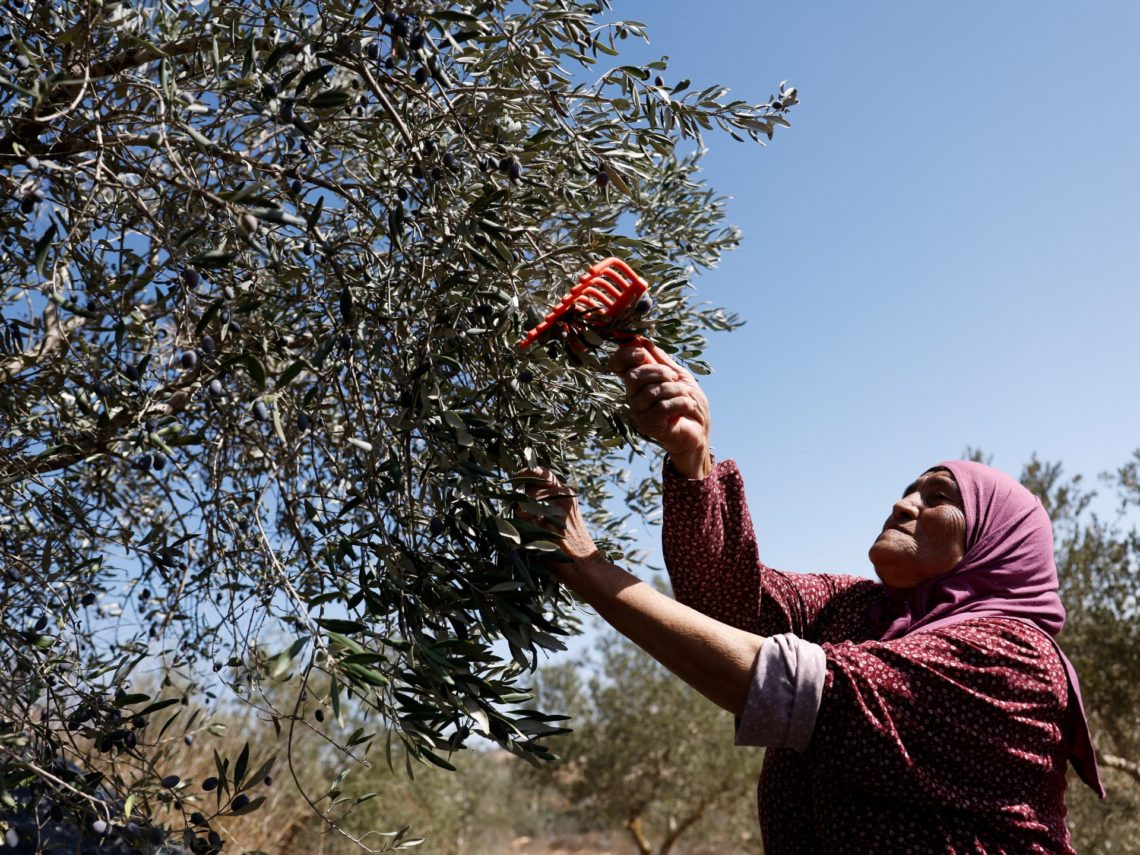 Israeli attacks on olive harvest ‘threaten Palestinian way of life’: UN