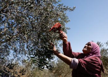 Israeli attacks on olive harvest ‘threaten Palestinian way of life’: UN