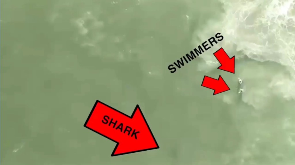 Illustration of two red arrows, one pointing to a shark and the other pointing to two swimmers in the water.