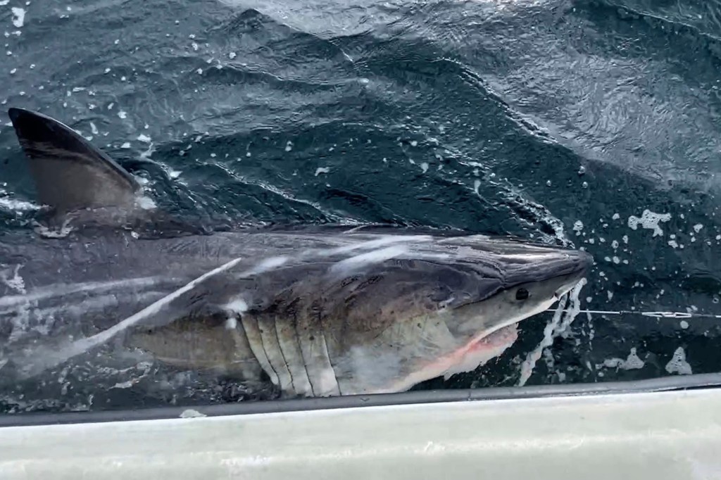 Ripple, a great white shark, in the water with a GPS tag visible on its dorsal fin.