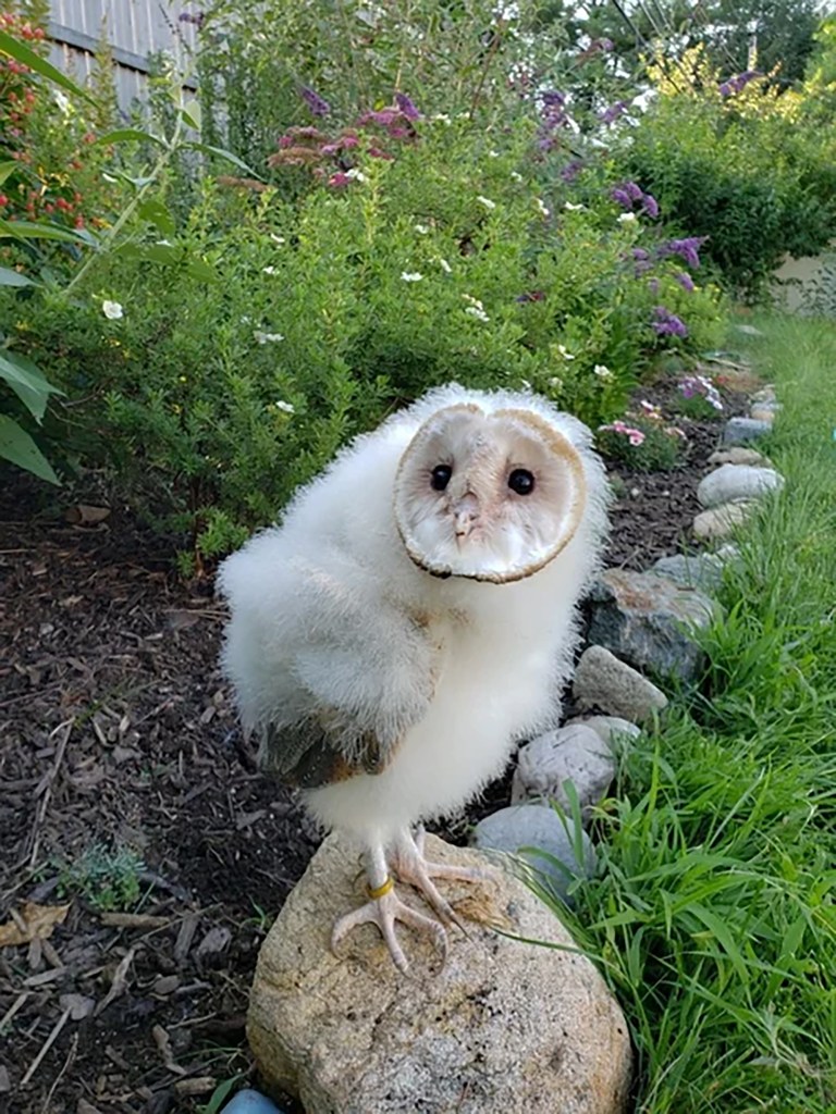 A barn owl named Nebula, with fluffy white feathers and large dark eyes, perched on a rock in a garden.
