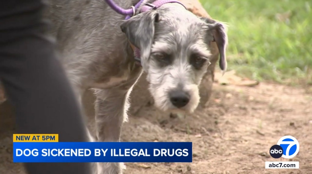 A Southern California woman rushed her dog to the vet after it ingested methamphetamine during a routine walk in the park.