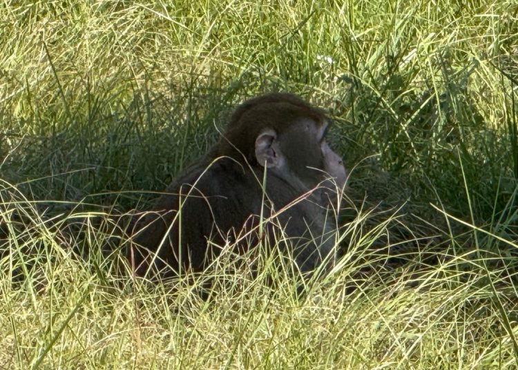 Mississippi woman kills escaped monkey, fearing for her children’s safety