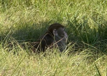 Woman kills escaped monkey fearing for her children’s safety: ‘Did what any other mother would do’