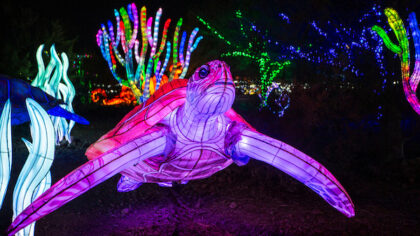Tickets available now for return of Phoenix ZooLights, featuring new virtual reality experience
