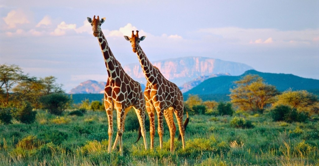 Turns Out Giraffes Aren’t One Species—They’re Actually Four