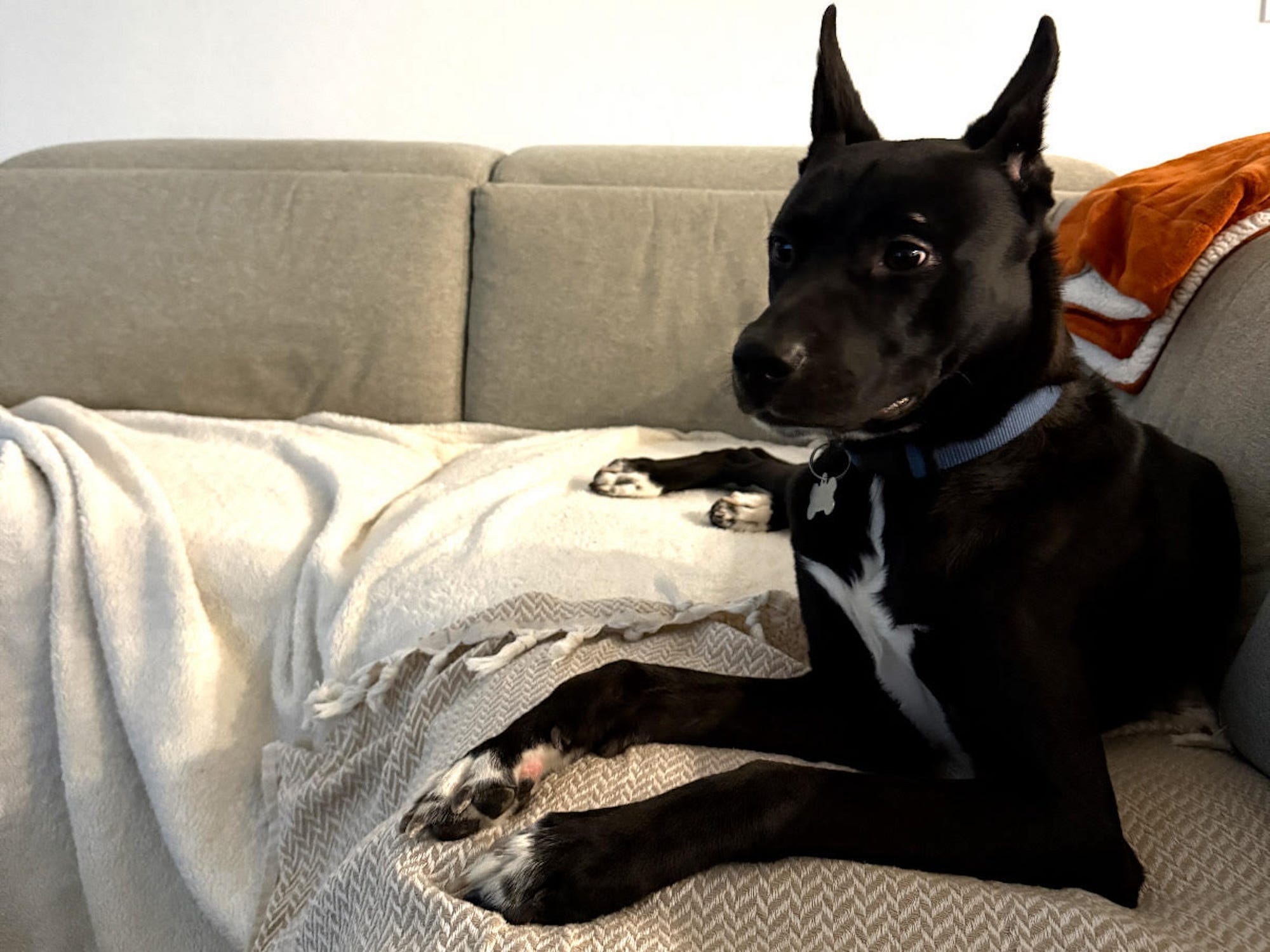A dog sits on a couch with blankets on it.