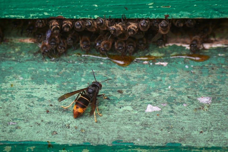 An Asian hornet stalks a beehive, in Viveiro, northwestern Spain, on August 10, 2022. The Asian hornet, or vespa velutina nigrithorax, is considered a "public enemy" in Spain and other European countries where it devours native bees and, experts say, threatens biodiversity. (Photo by MIGUEL RIOPA / AFP) (Photo by MIGUEL RIOPA/AFP via Getty Images)