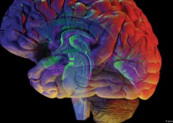 A new batch of ‘brain atlases’ shows how brain cells change from embryo to maturity. The field could soon show when problems like dementia emerge.