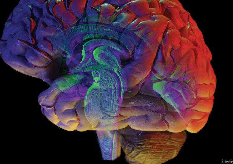 A new batch of ‘brain atlases’ shows how brain cells change from embryo to maturity. The field could soon show when problems like dementia emerge.