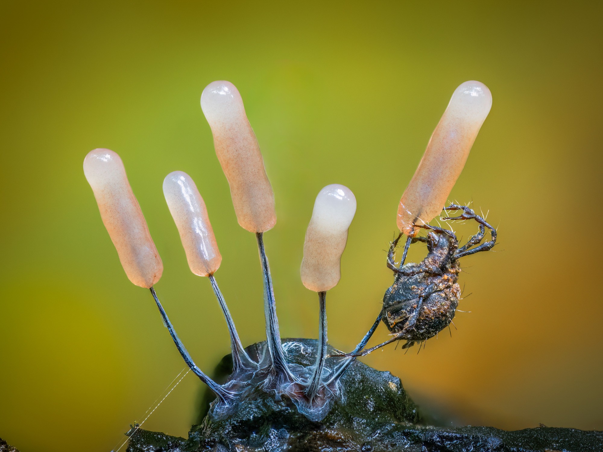 A spider-like mite clings to an appendage of a slime mold.