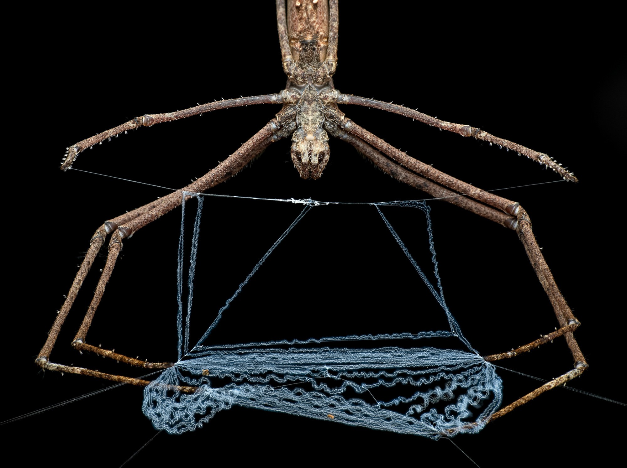 A spider holds a web in its legs, preparing to use it as a net to catch prey.