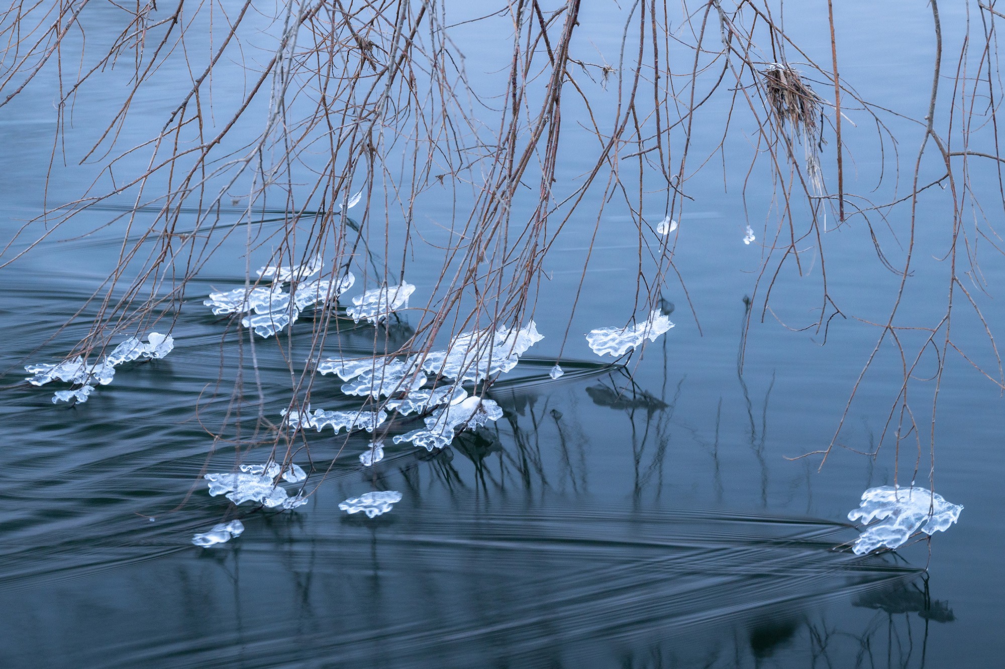Clusters of ice cling to the tips of small tree branches that dip into flowing water.