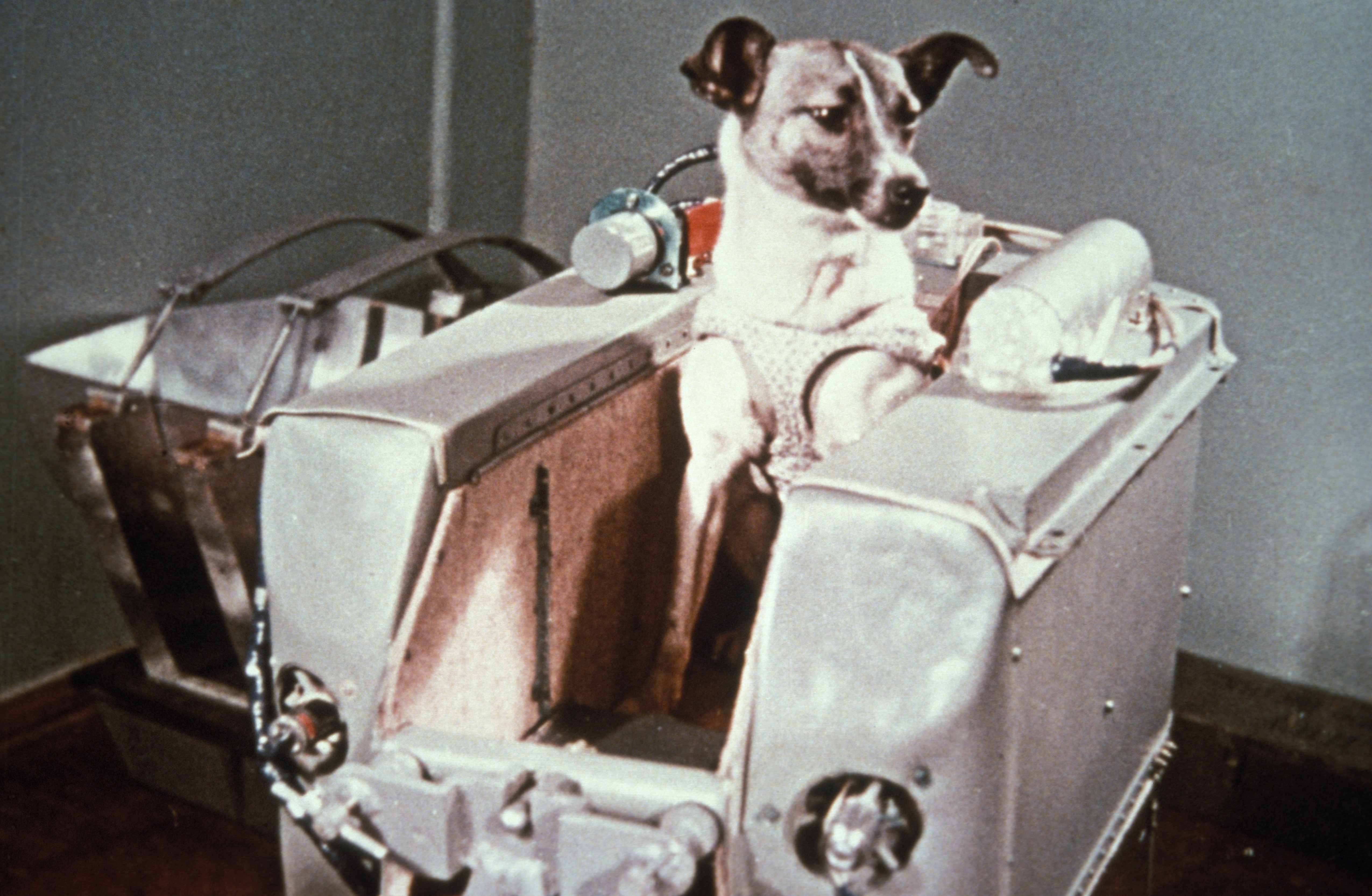 Archival image of a small dog harnessed in a metal spacecraft training crate, with wires and instruments attached—an early Soviet spaceflight test setup. Archival image of a small dog harnessed in a metal spacecraft training crate, with wires and instruments attached—an early Soviet spaceflight test setup.