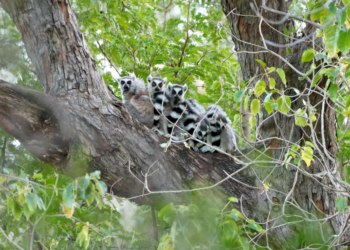 The world’s lemurs are going extinct. This is the only way to save them.