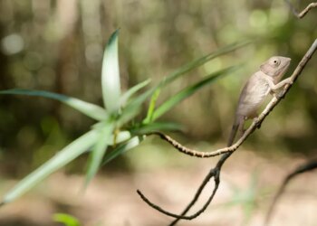 Most animals on this island nation are found nowhere else on Earth. And now they’re vanishing.