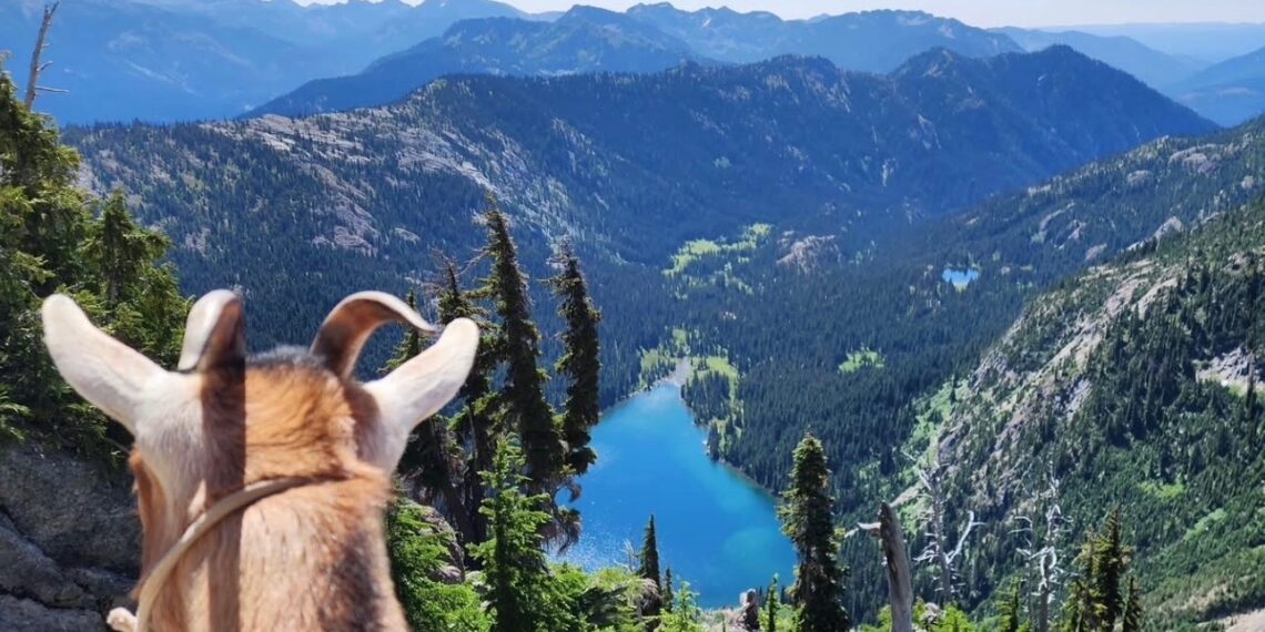 She saved a baby goat. Now they travel the country, share a bed.