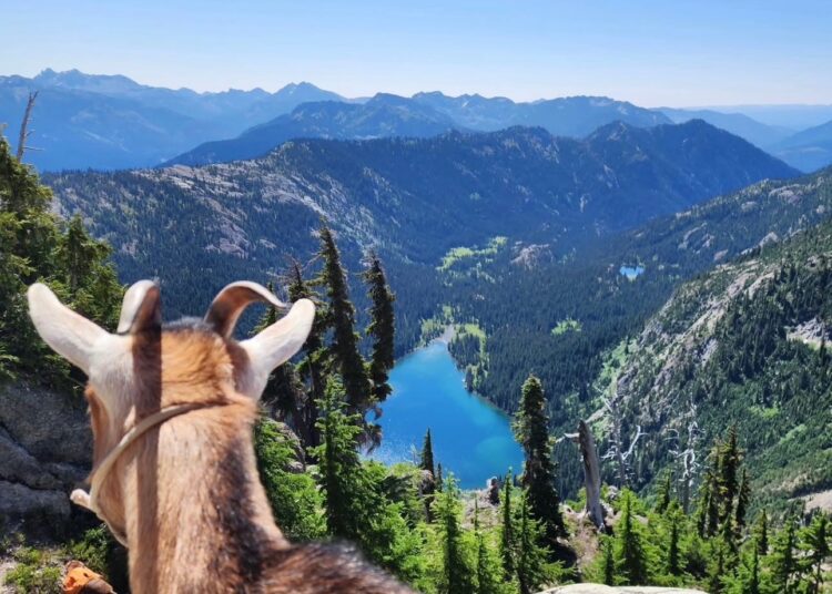 She saved a baby goat. Now they travel the country, share a bed.