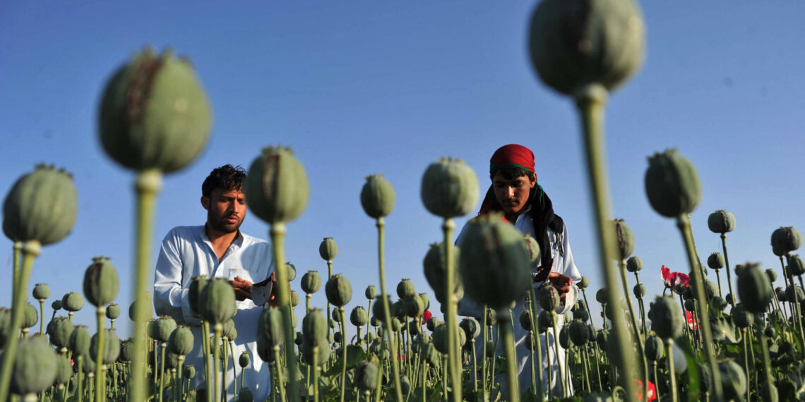 Inside the CIA’s secret mission to sabotage Afghanistan’s opium
