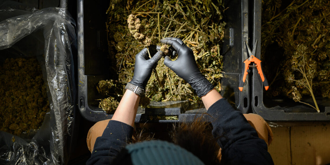 Congress tightens THC restrictions on hemp, closing farm bill loophole