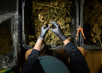 Congress tightens THC restrictions on hemp, closing farm bill loophole