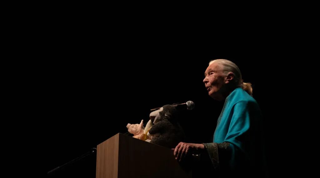 Jane Goodall’s Memory Lives On