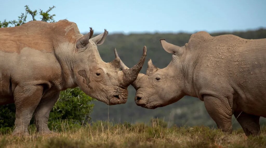 When the Rule of Law Defends the Environment