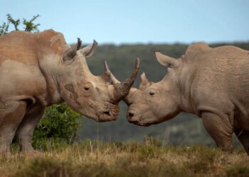 When the Rule of Law Defends the Environment