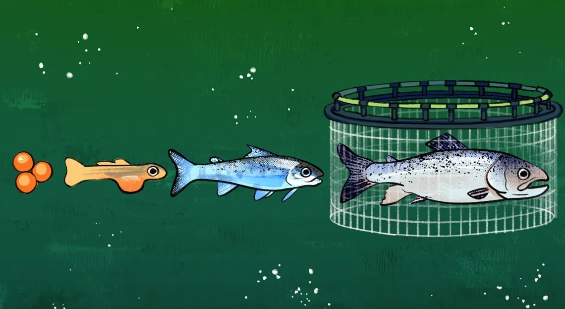 What we’ve done to the salmon