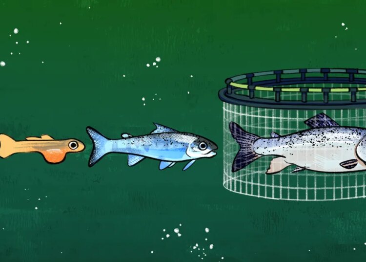 What we’ve done to the salmon