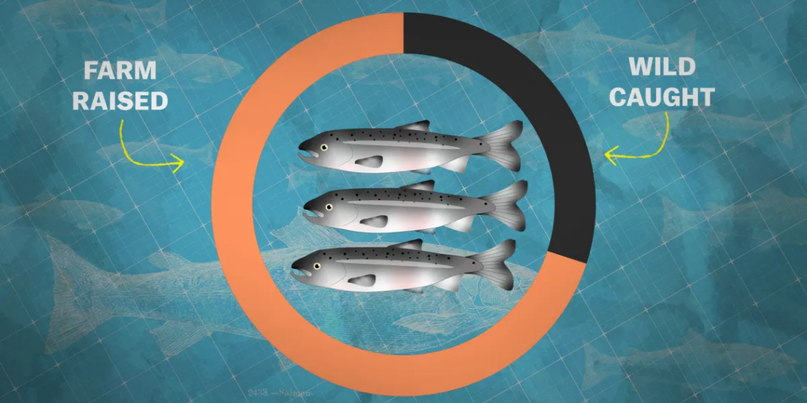 Should salmon farming be our future?