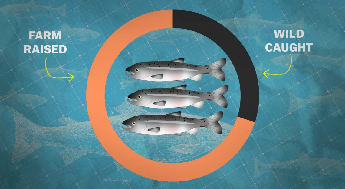 Should salmon farming be our future?
