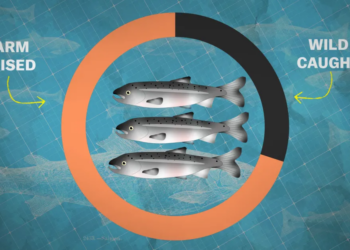 Should salmon farming be our future?
