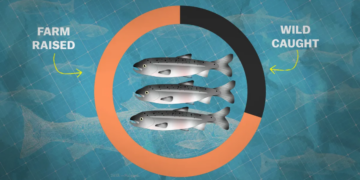 Should salmon farming be our future?