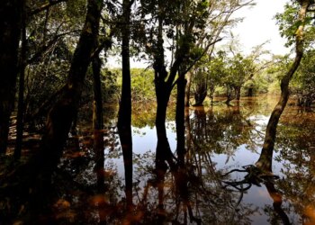 Ecuador’s Constitution Was the First to Protect the Rights of Nature. Now That’s at Risk