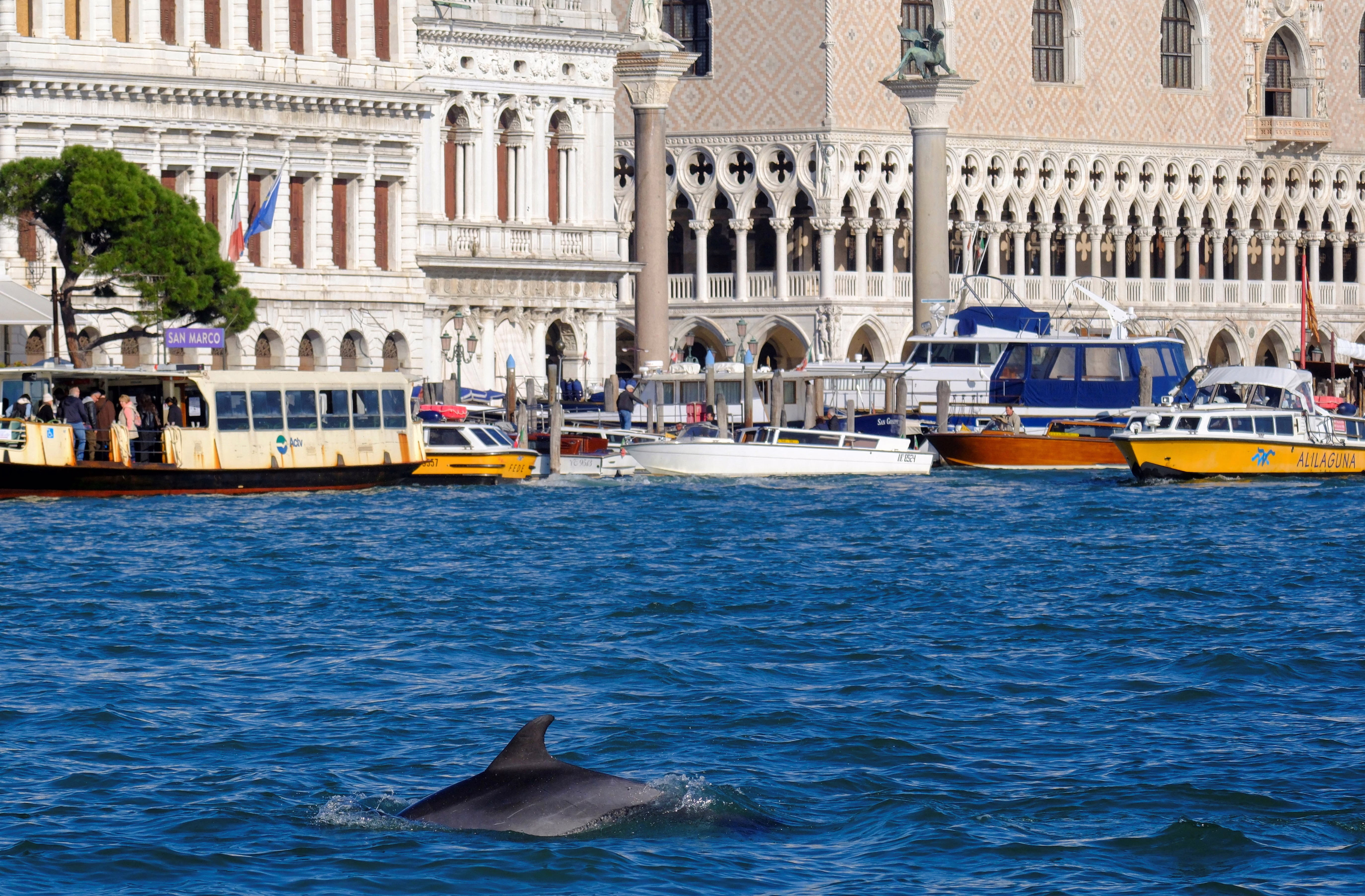 A dolphin swims in a wide canal in Venice, Italy.