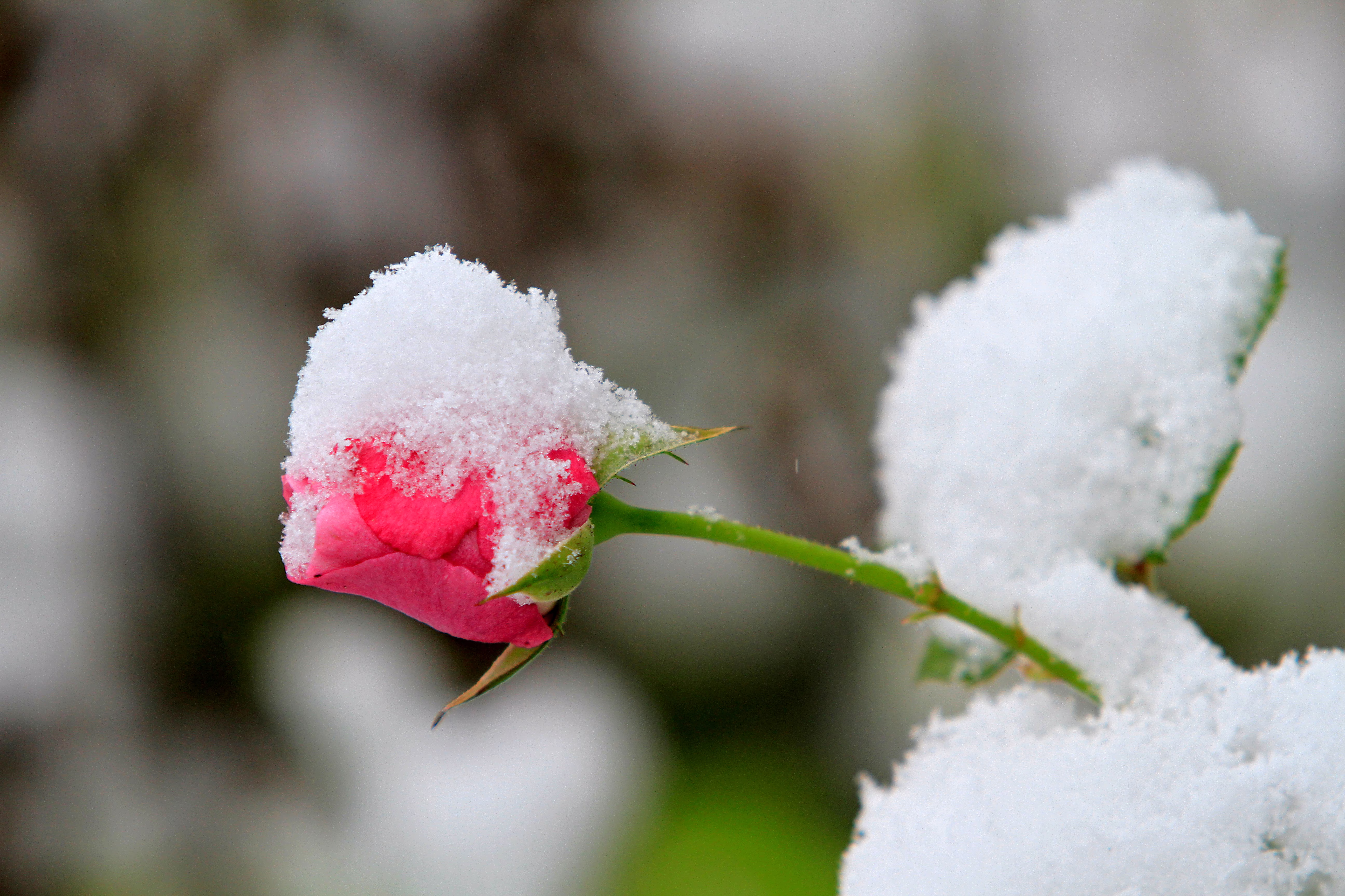 A rose, mostly covered by freshly-fallen snow.