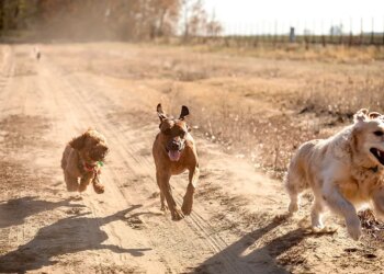 DNA Reveals the Secret History of Dogs
