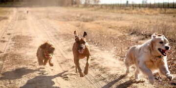 DNA Reveals the Secret History of Dogs