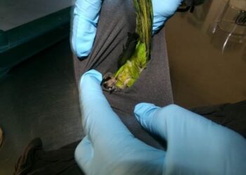 Man accused of smuggling protected parakeets in his underwear