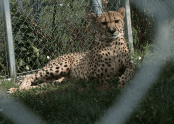 Cheetah mom gave birth during shutdown, National Zoo reveals