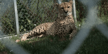 Cheetah mom gave birth during shutdown, National Zoo reveals