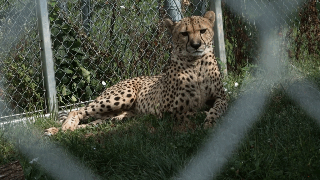 Cheetah mom gave birth during shutdown, National Zoo reveals