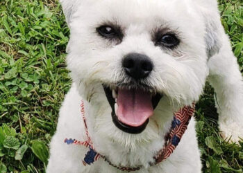 City pays owner $500K after officer fatally shoots deaf, blind dog